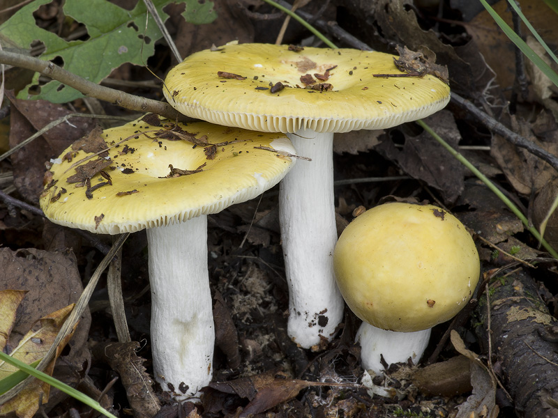 Russula claroflava